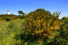 Ginsterzeit Hiddensee 