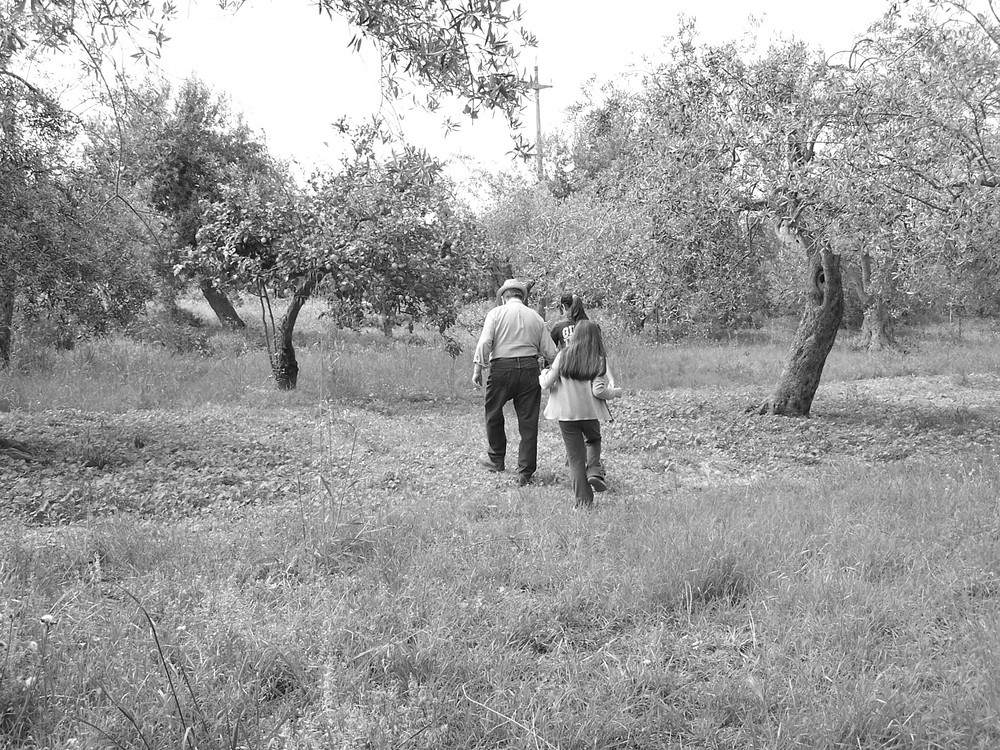 Giocando col nonno fra gli ulivi