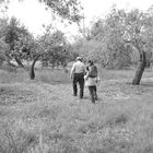 Giocando col nonno fra gli ulivi