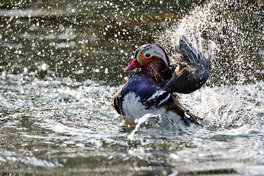 Giochi d'acqua