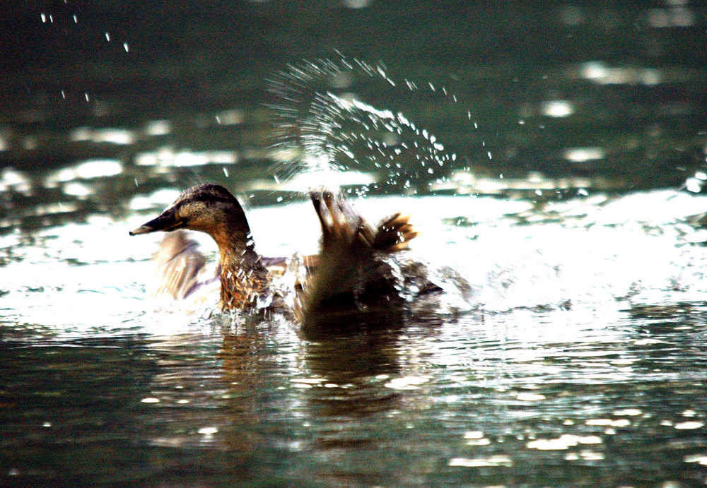 Giochi D'Acqua 1(Rivista)