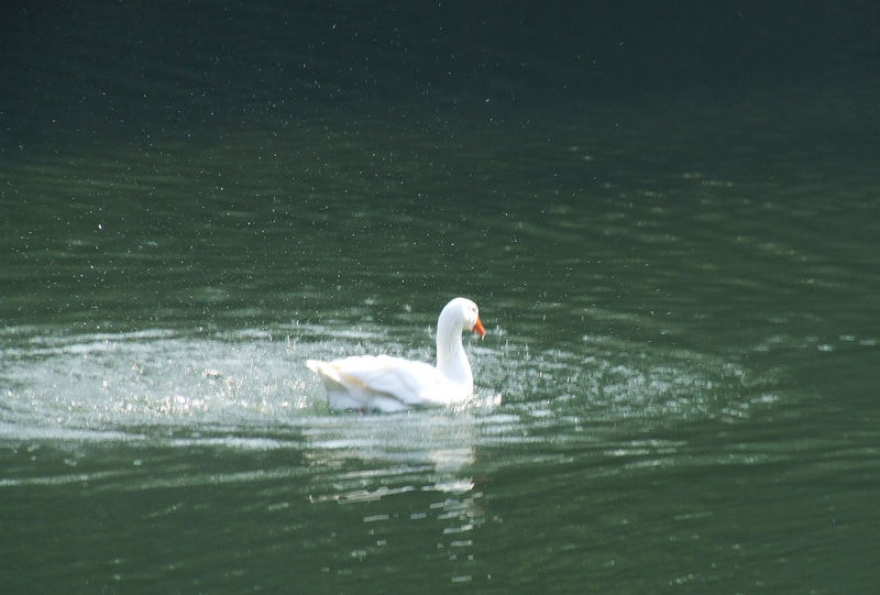 Giochi d'acqua.