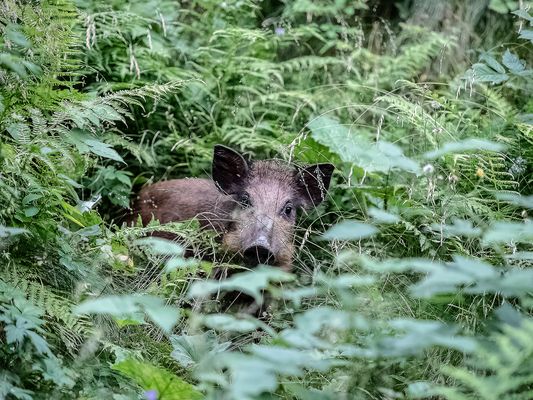 Giochiamo a nascondino