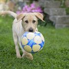 Giochiamo a pallone ?