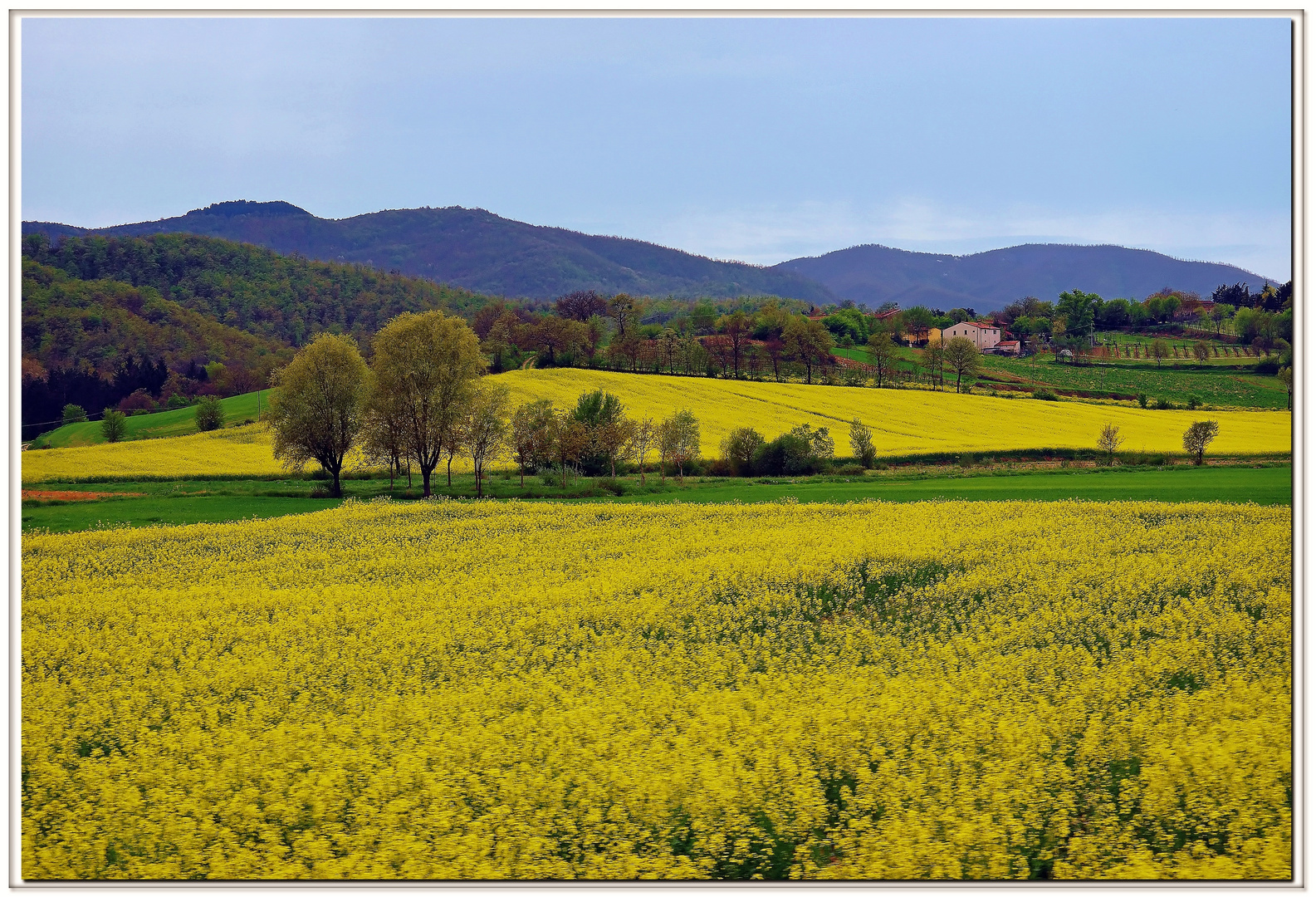 gioia primaverile..