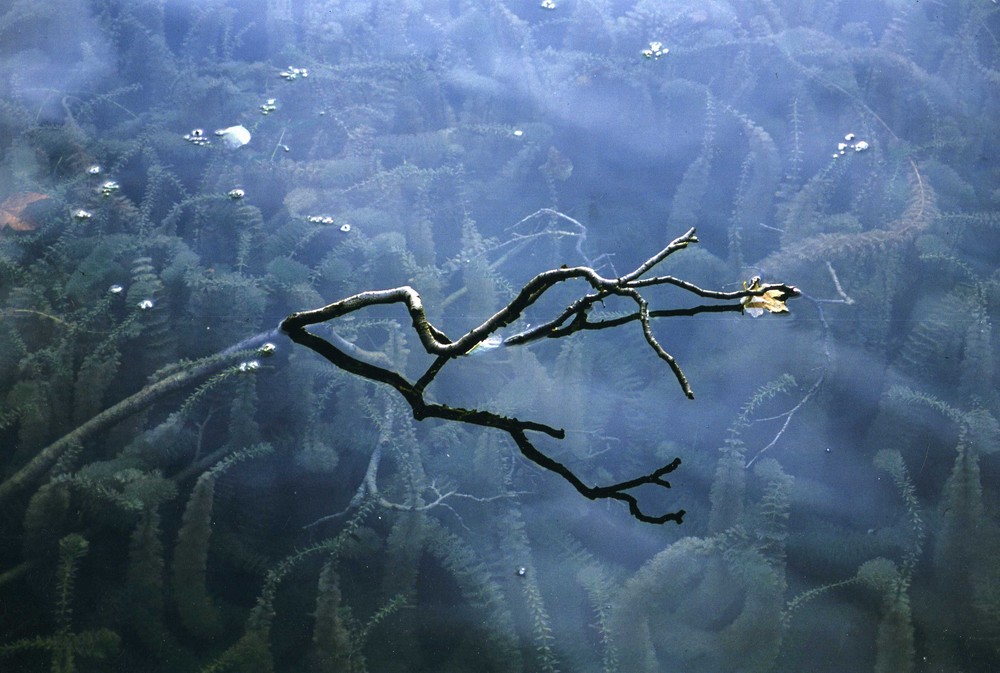 Gioielli della natura