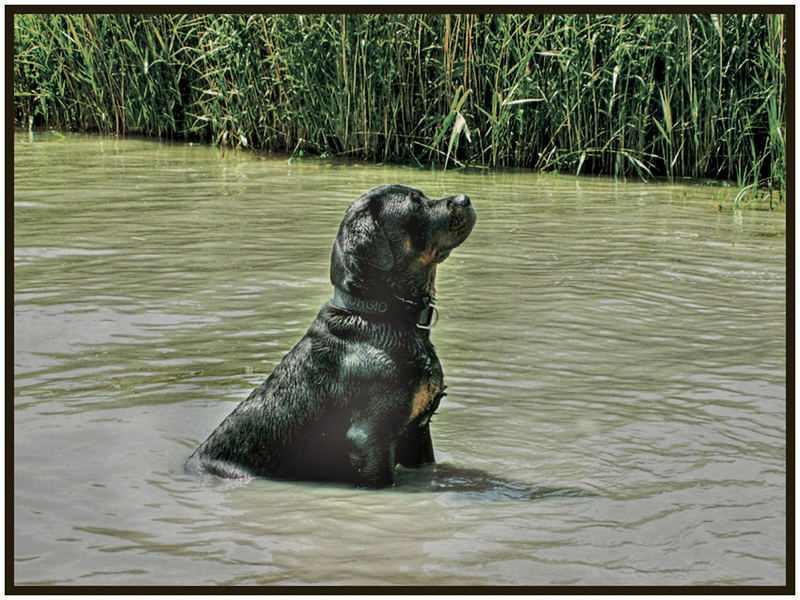 Giorgio ins Wasser