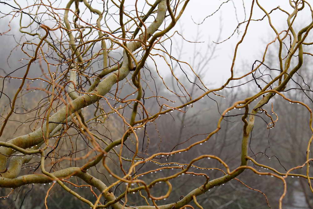 Giornata nebbiosa, gli alberi piangono