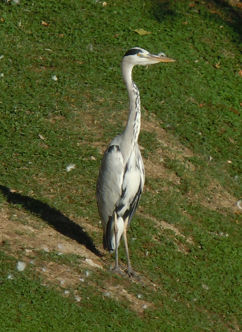 giovane airone cenerino in pieno centro città