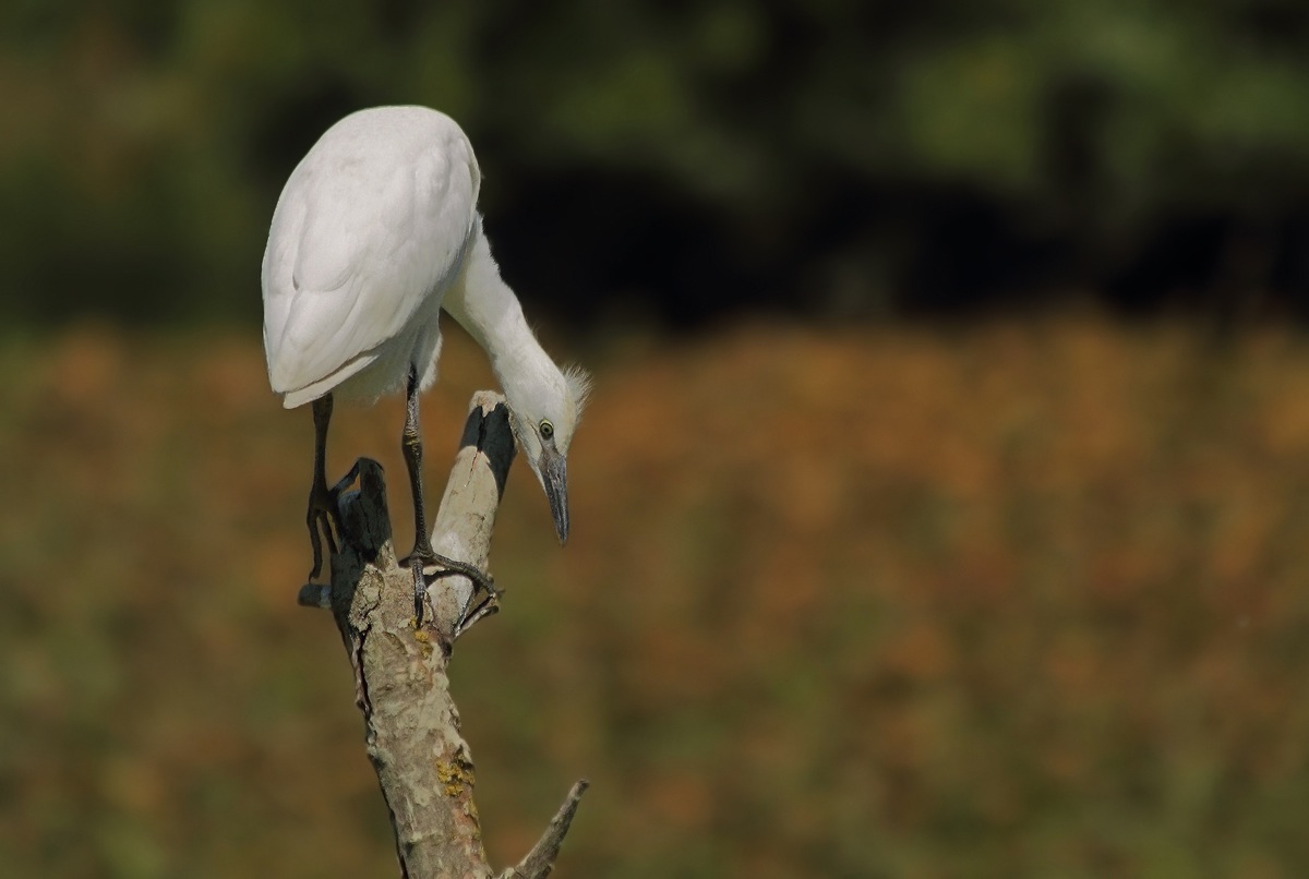 Giovane airone guardabuoi