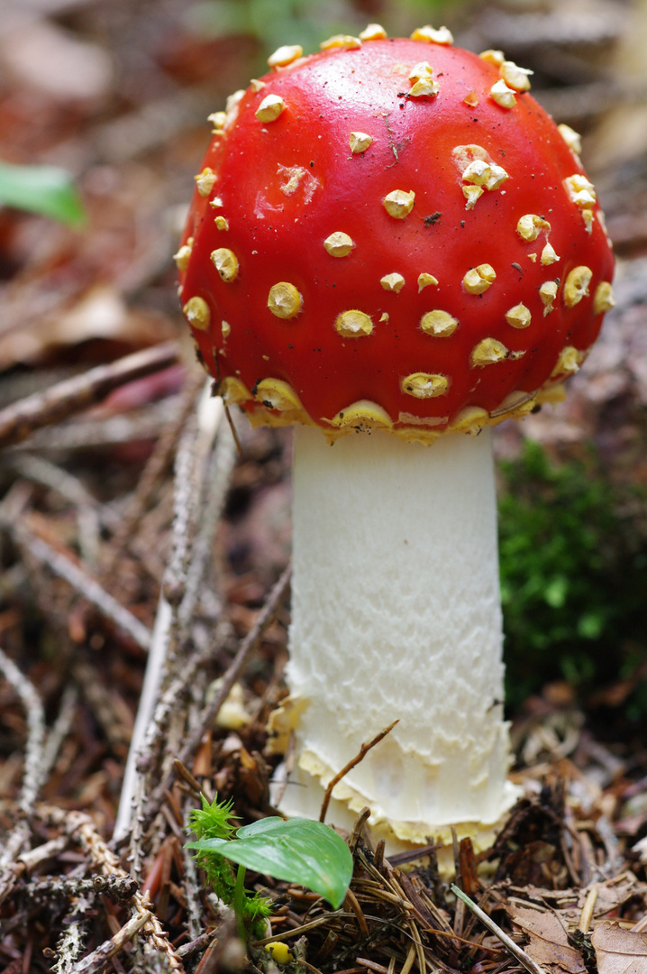 giovane amanita muscaria