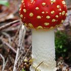 giovane amanita muscaria