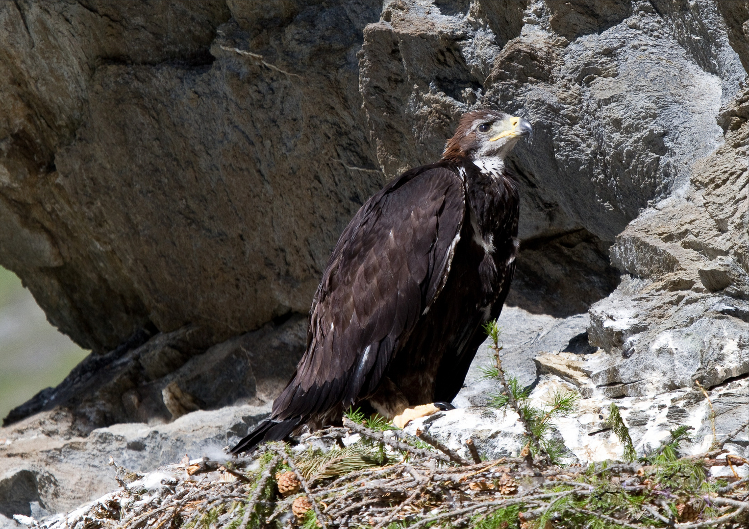 Giovane aquila in attesa del cibo