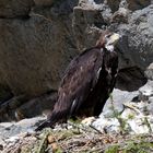 Giovane aquila in attesa del cibo