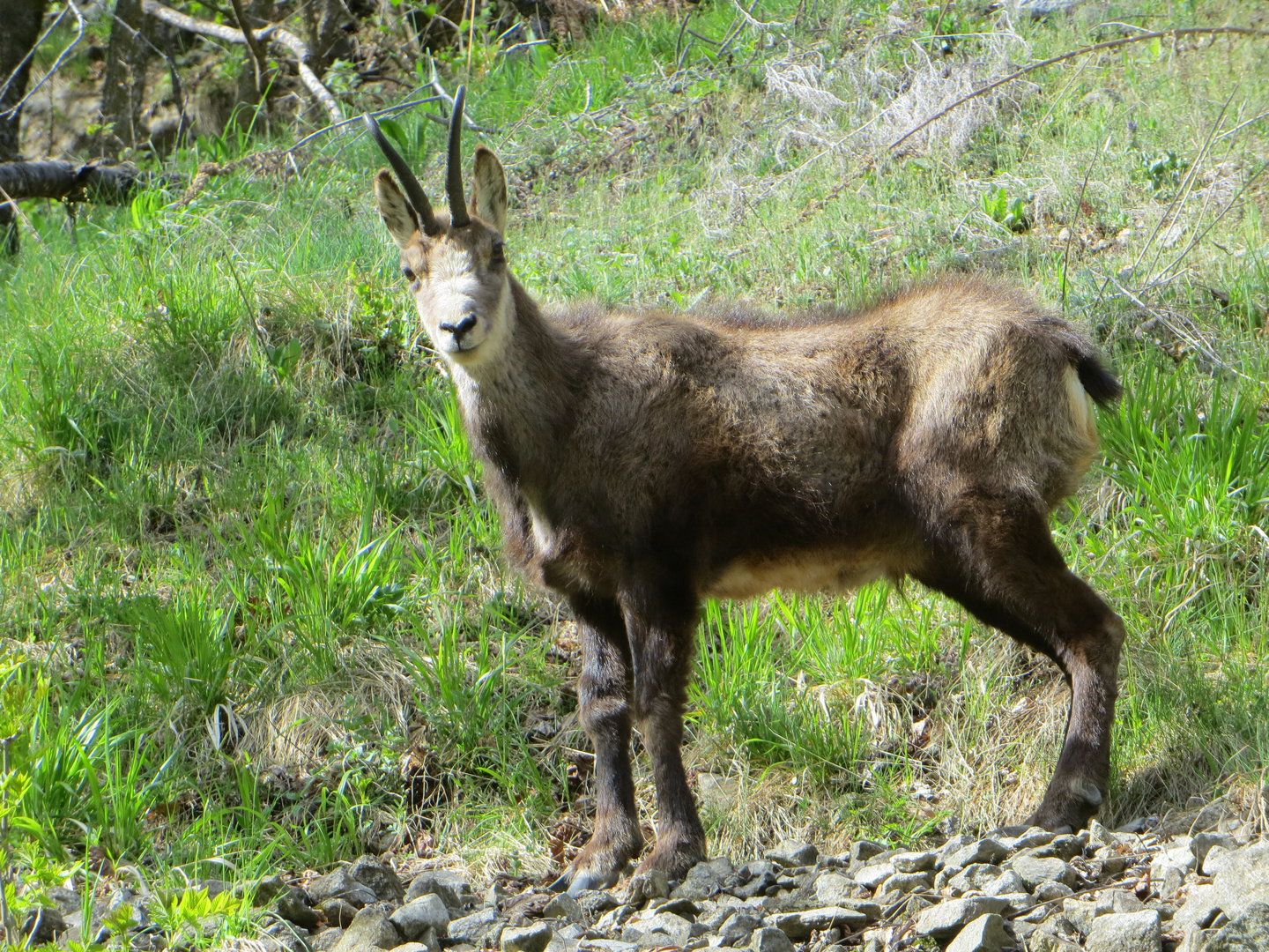 Giovane camoscio