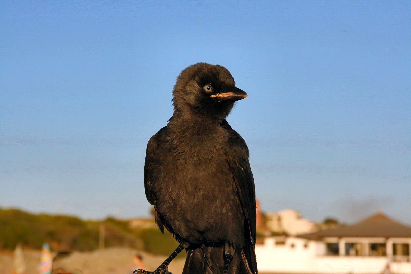 Giovane corvo in spiaggia.