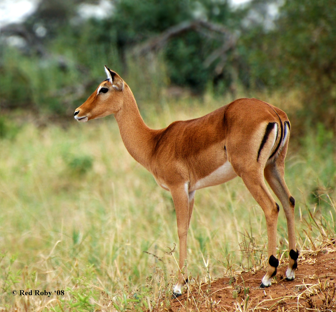 Giovane Impala (Tanzania)