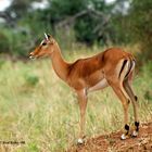 Giovane Impala (Tanzania)