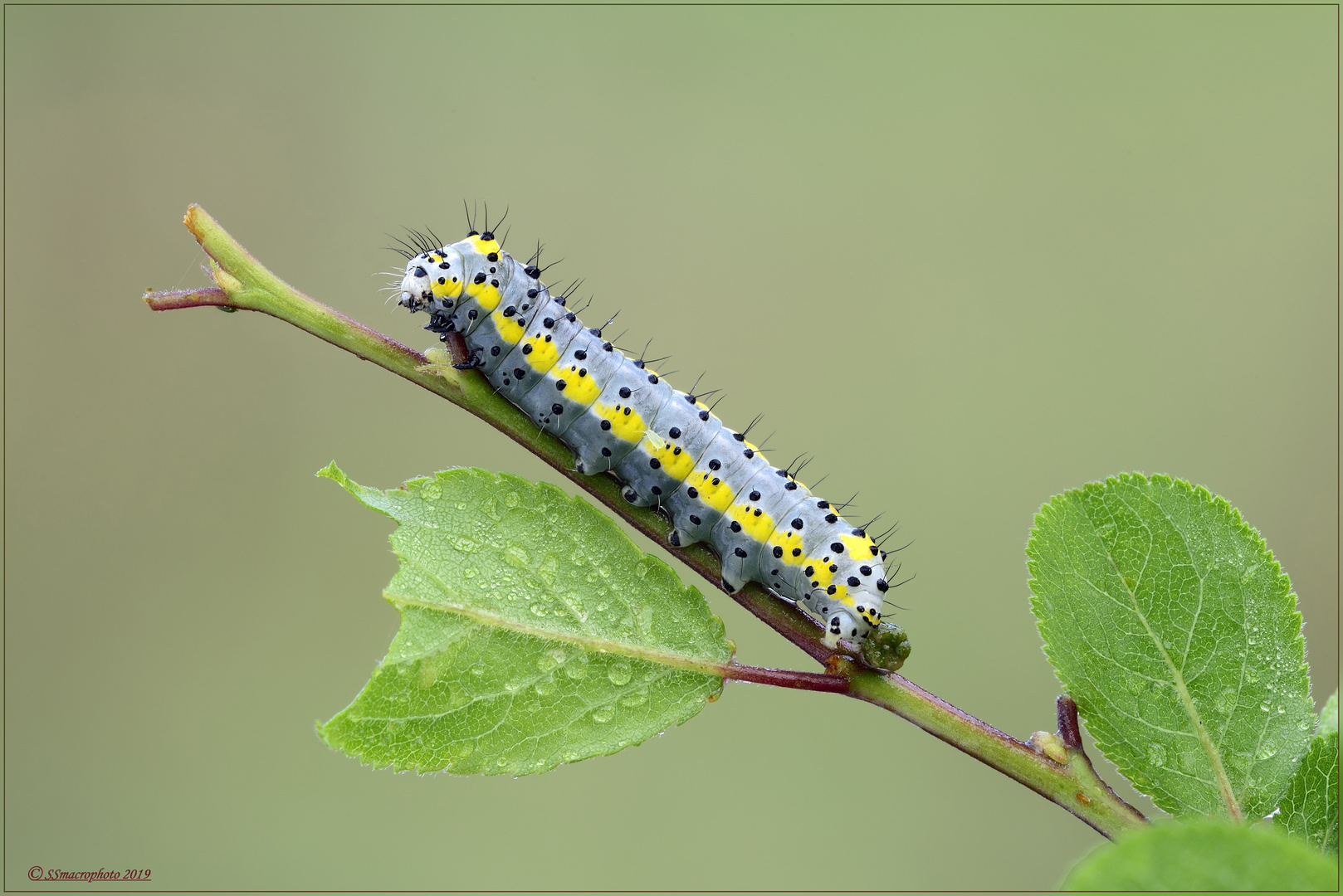 Giovane larva di Diloba caeruleocephala