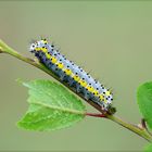 Giovane larva di Diloba caeruleocephala