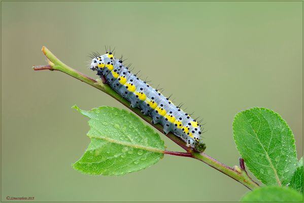 Giovane larva di Diloba caeruleocephala