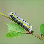 Giovane larva di Diloba caeruleocephala