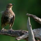 giovane merlo spettinato - Turdus merula 