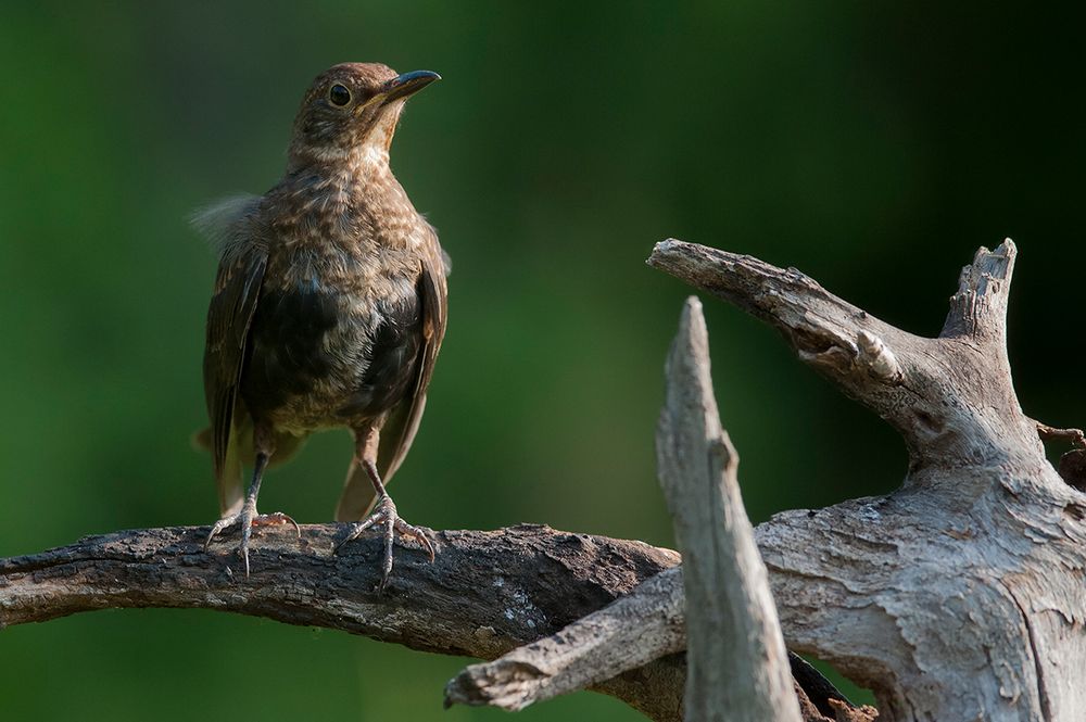 giovane merlo spettinato - Turdus merula 