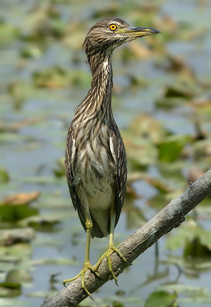 Giovane Nitticora I°