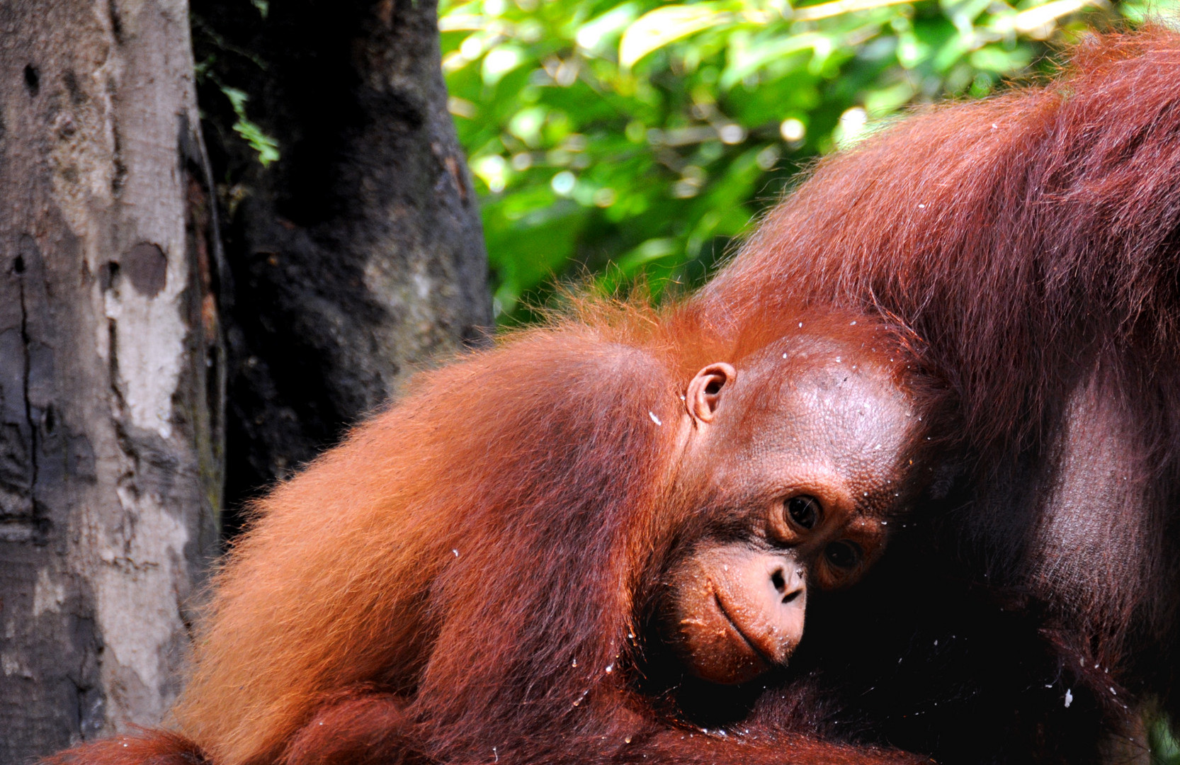 Giovane Orangutan del Borneo malese