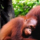 Giovane Orangutan del Borneo malese