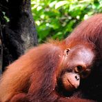 Giovane Orangutan del Borneo malese