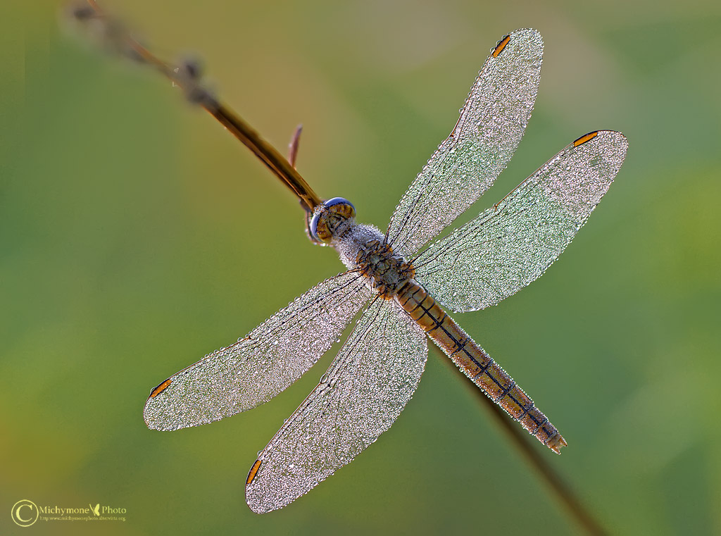 Giovane Orthetrum brunneum