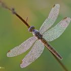 Giovane Orthetrum brunneum