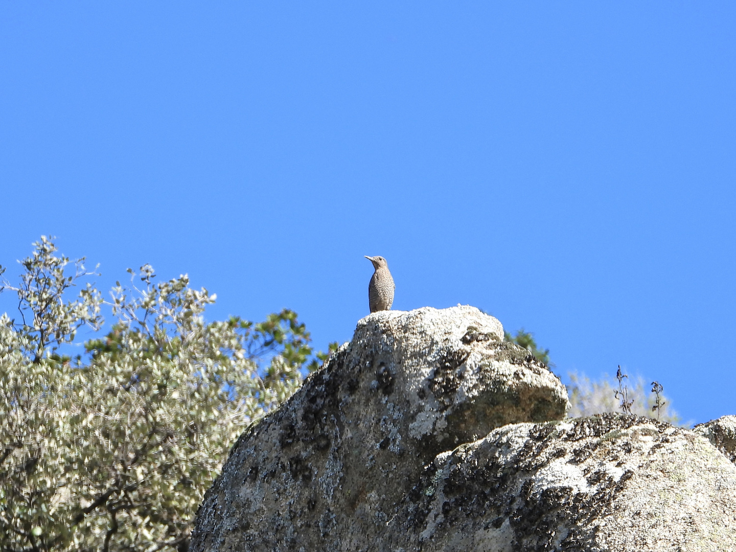 Giovane passero solitario