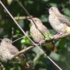  Giovane trio