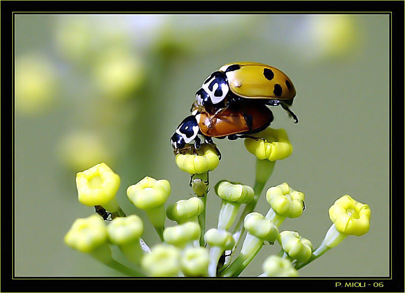 giovani coccinelle