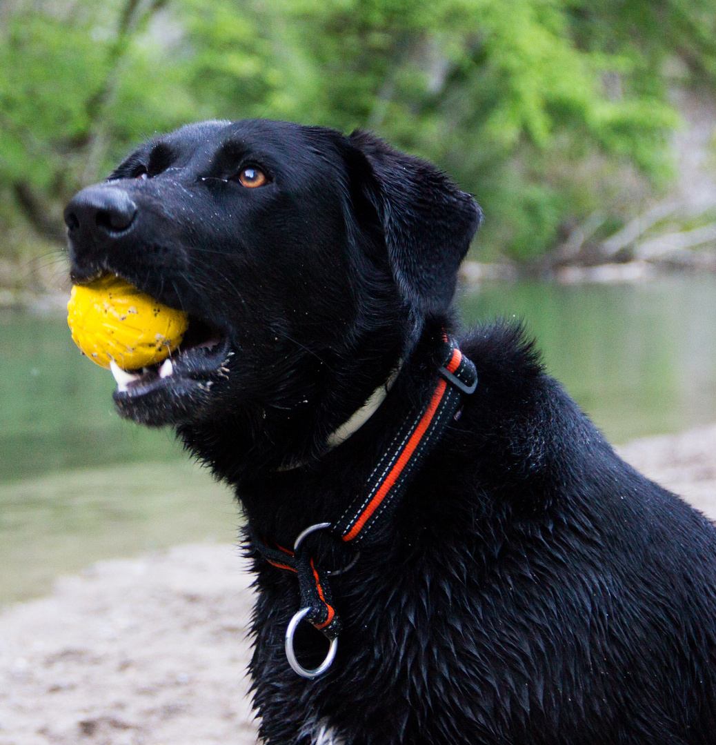 Gioya und Ball