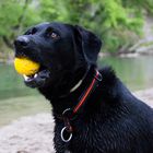 Gioya und Ball