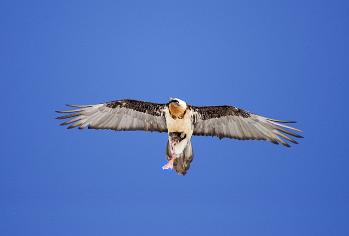 Gipeto (Gypaetus barbatus)