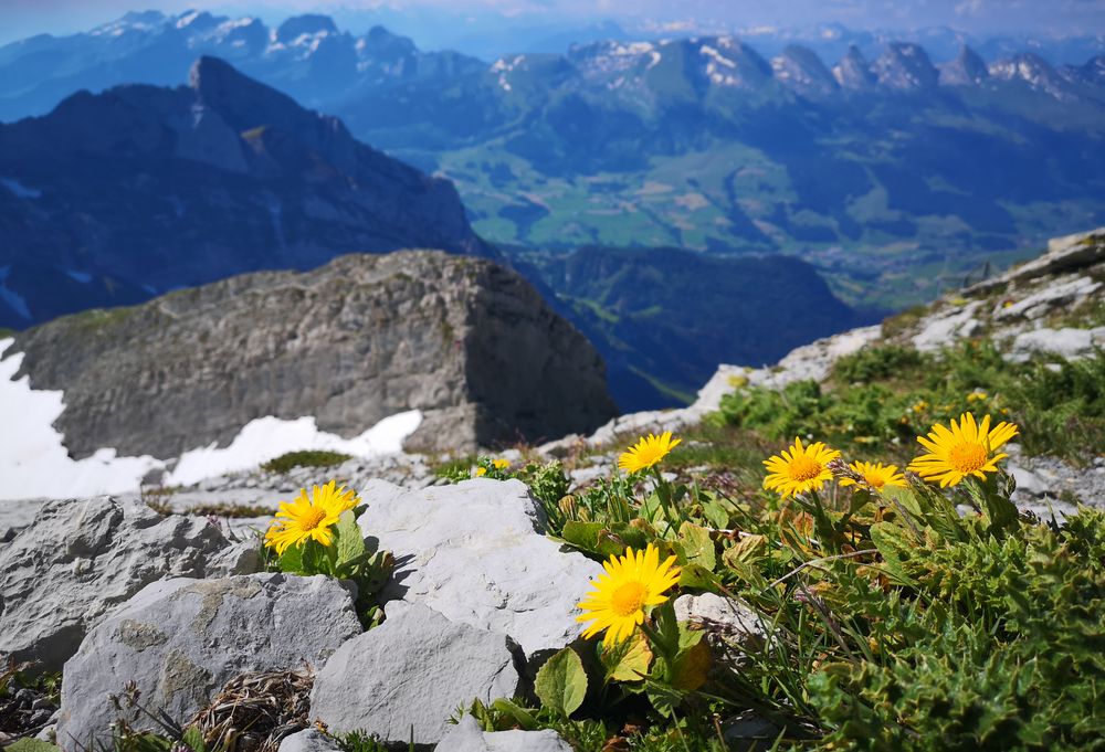 Gipfel-Blumen