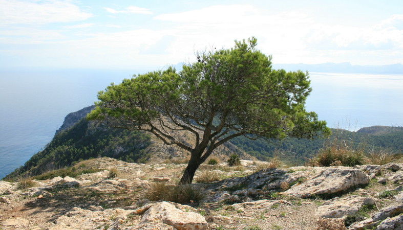 Gipfelbaum
