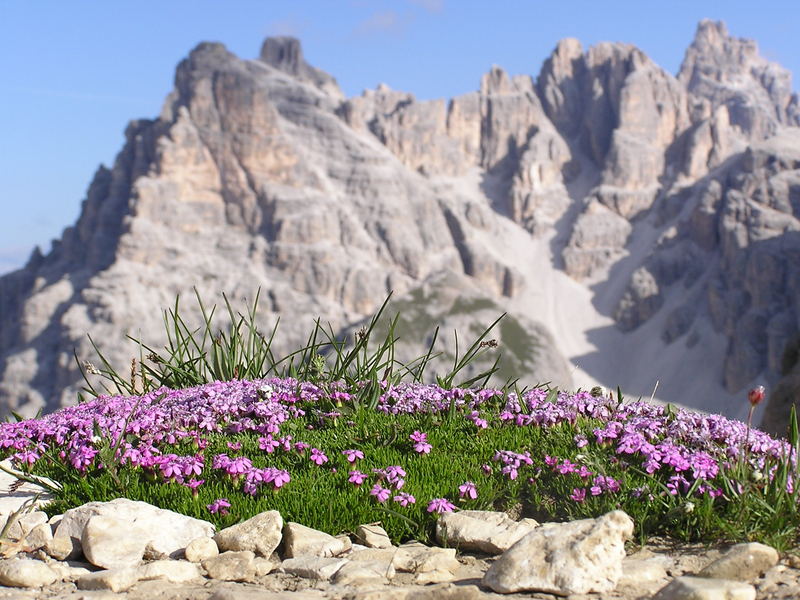 Gipfelblumen