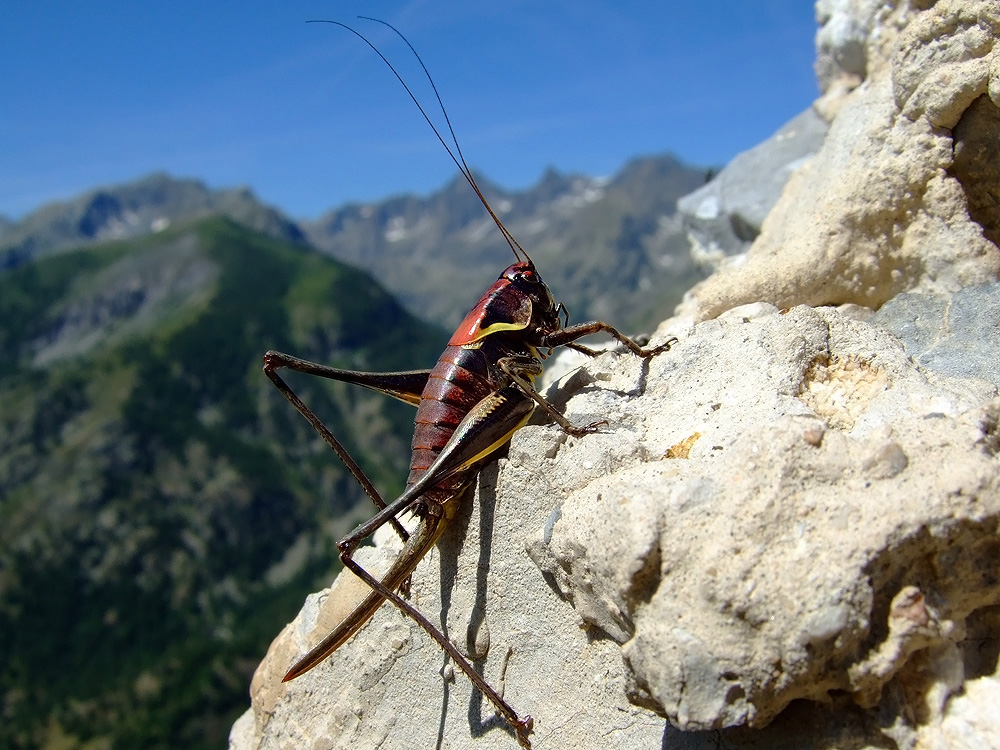 Gipfelhüpfer