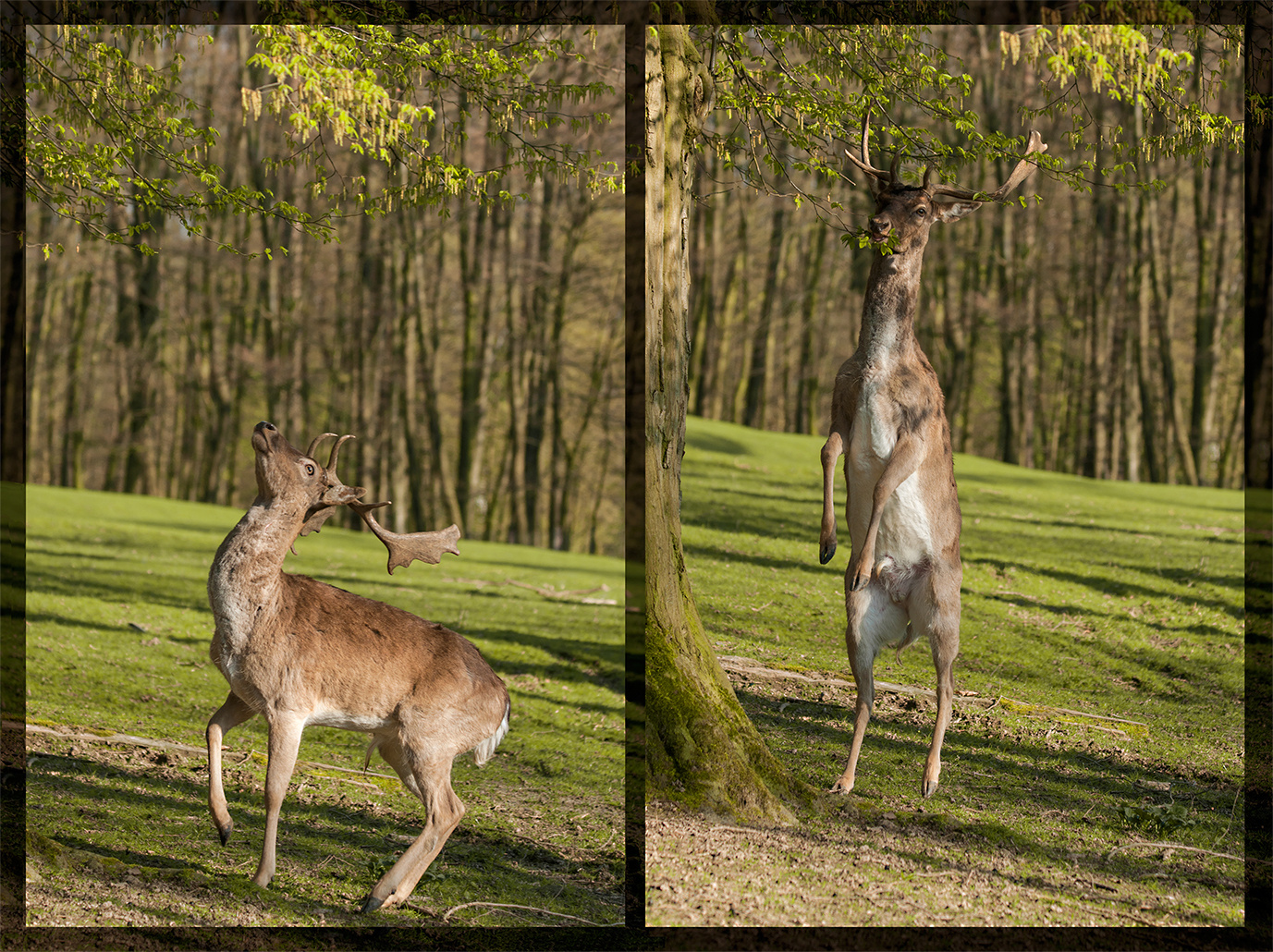 Gipfelleistung, ein Höchstmaß durch Anforderung