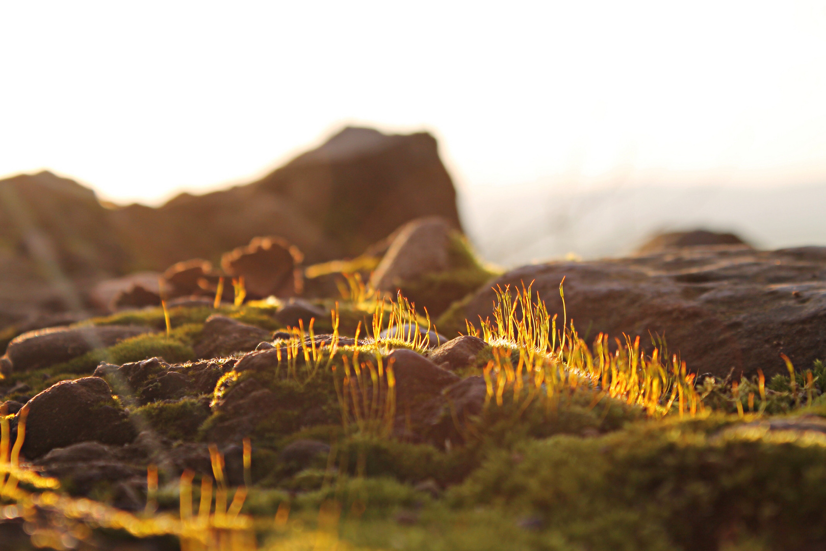 Gipfelmoos im Sonnenlicht