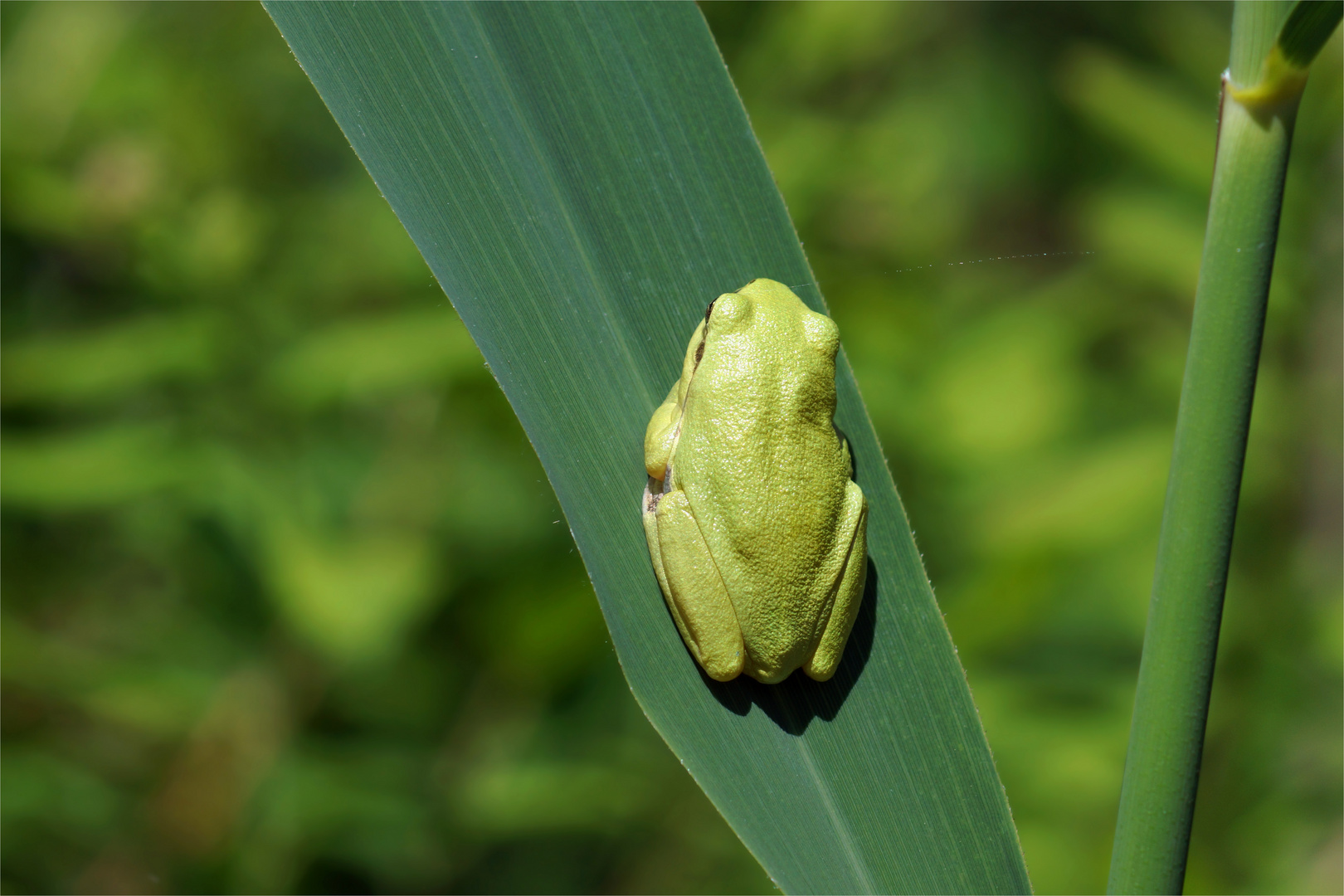 Gipfelstürmer ... immer der Sonne entgegen! Europäischer Laubfrosch (Hyla arborea)