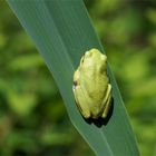 Gipfelstürmer ... immer der Sonne entgegen! Europäischer Laubfrosch (Hyla arborea)