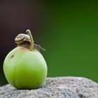 Gipfelstürmer; wildlife, arrangiert…