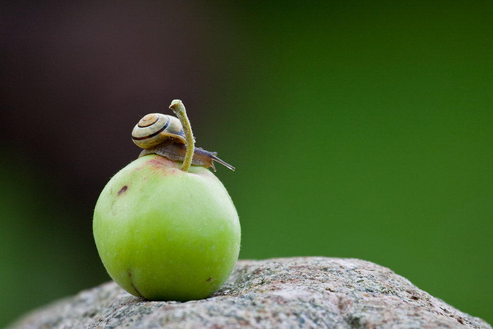 Gipfelstürmer; wildlife, arrangiert…